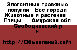 Элегантные травяные попугаи - Все города Животные и растения » Птицы   . Амурская обл.,Свободненский р-н